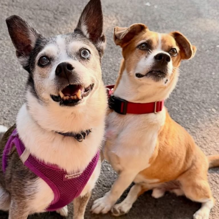 enzo and penny (1)